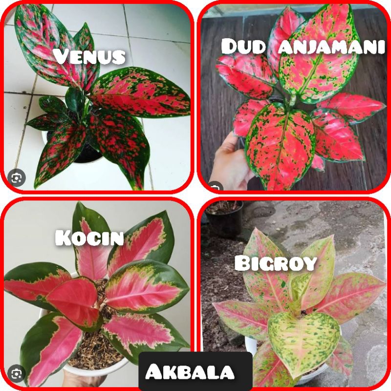 BUNGA AGLONEMA 4 JENIS TERLARIS  DAN MUMER