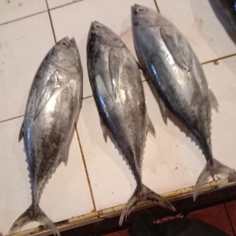 

ikan tongkol tuna segar