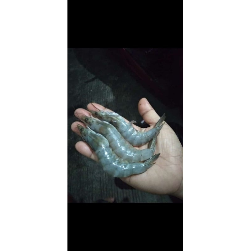 

Udang Vaname