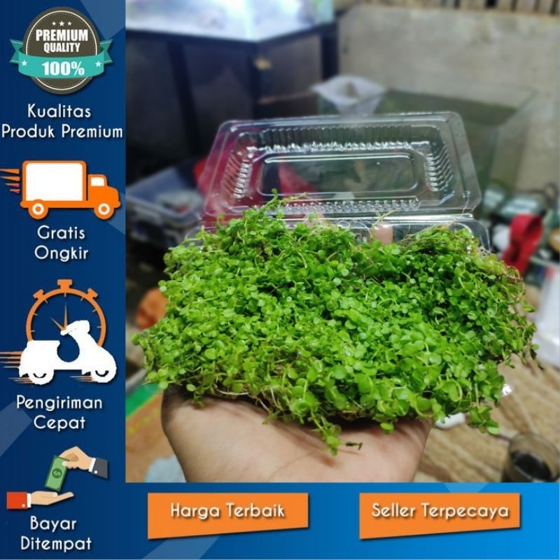 Monte Carlo tanaman aquascape