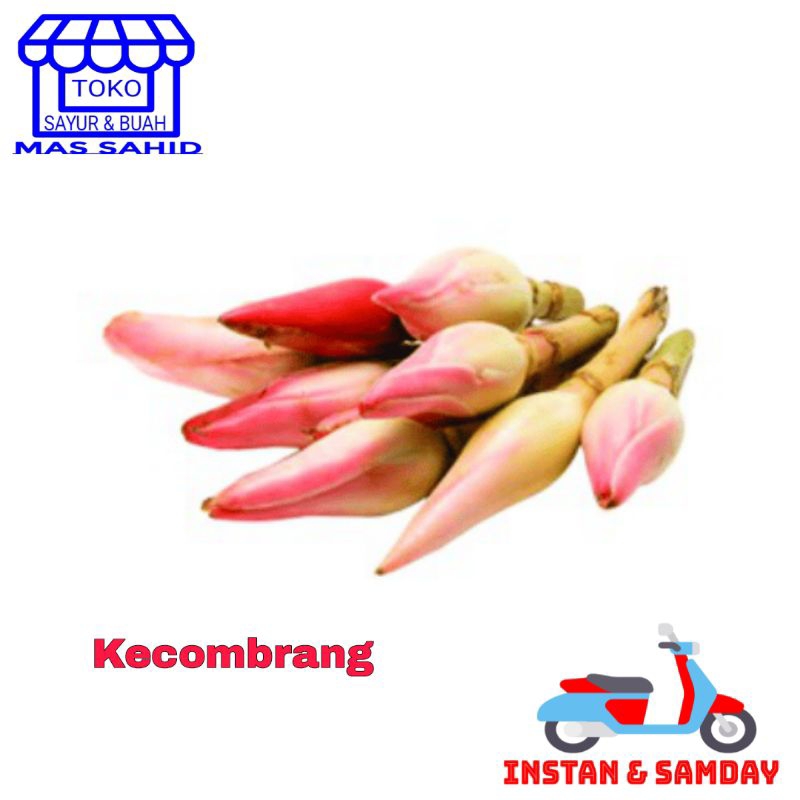 

Bunga Kecombrang 1 Batang