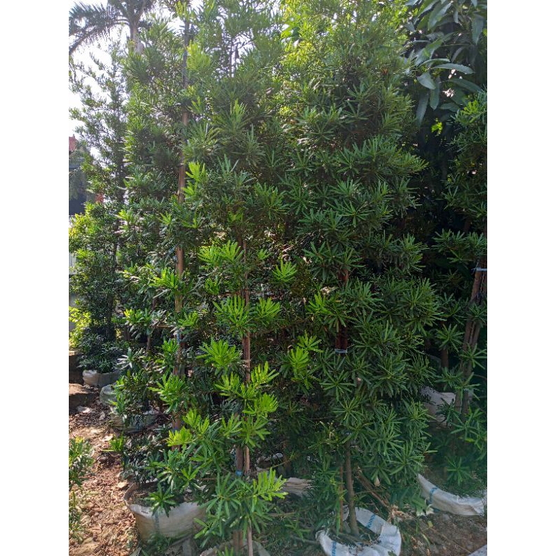 tanaman hias Lo Han Sung Jumbo 3 meteran