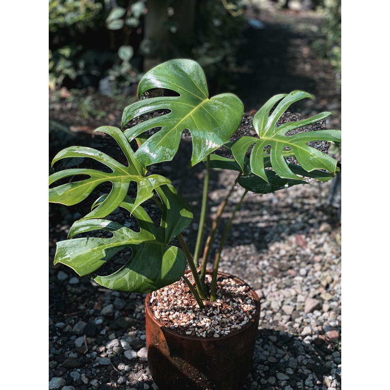 monstera king deliciosa
