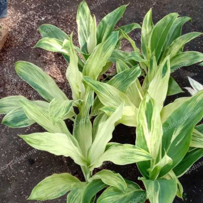 TANAMAN HANJUANG VARIGATA - TANAMAN ANDONG PUTIH