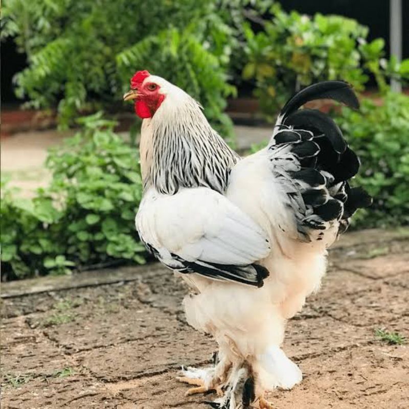 telur ayam hias Brahma untuk di tetaskan