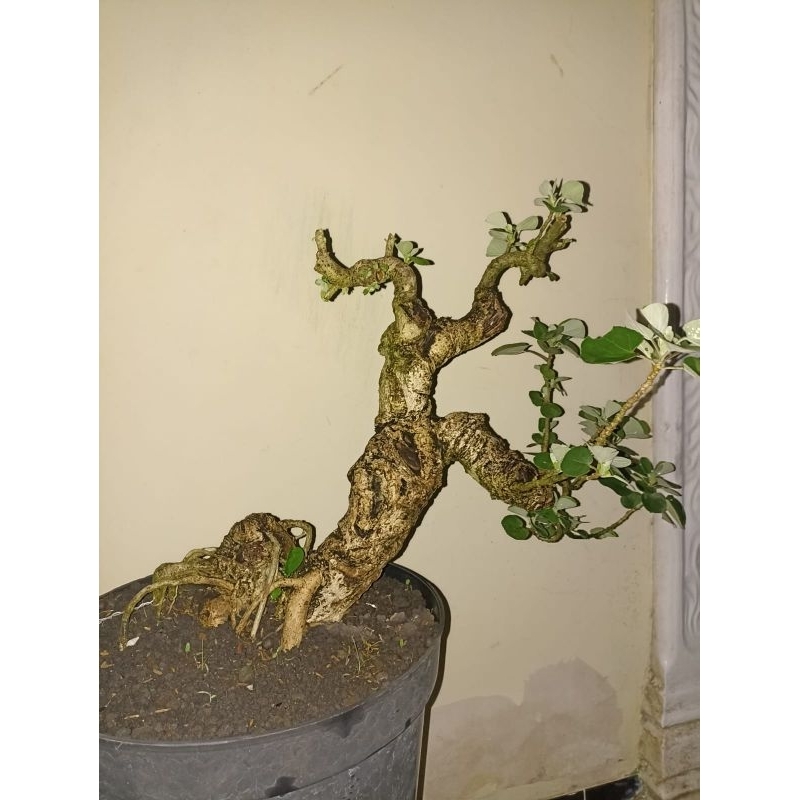 bahan bonsai waru /tanaman bonsai waru