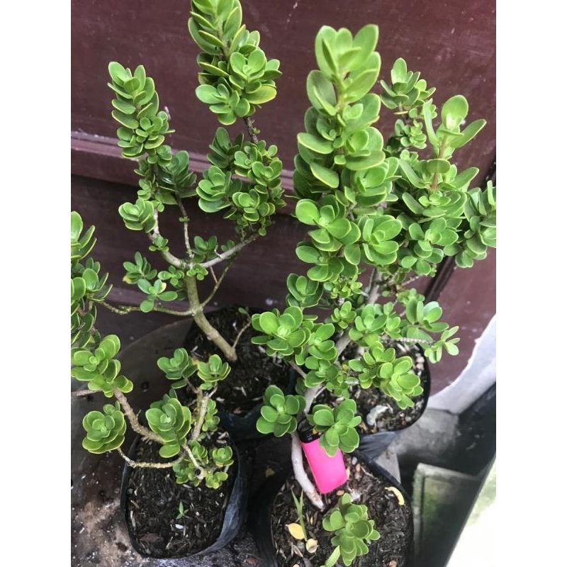 santigi mawar DAUN BULAT