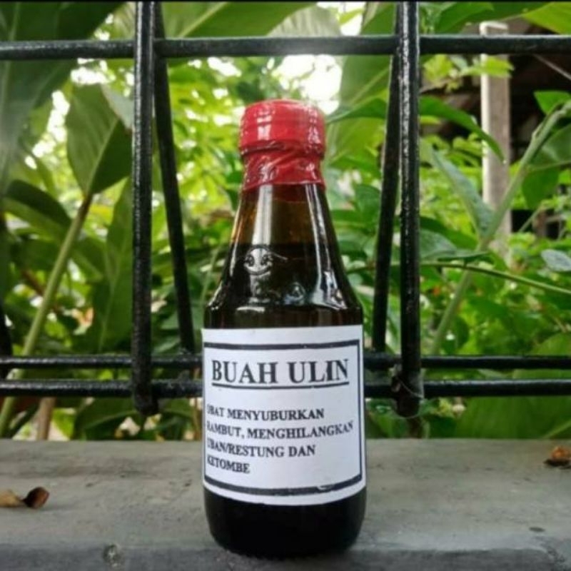 Minyak buah ulin menghitamkan rambut dan menyuburkan rambut