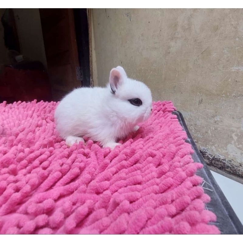 Kelinci Netherland Dwarf Mini