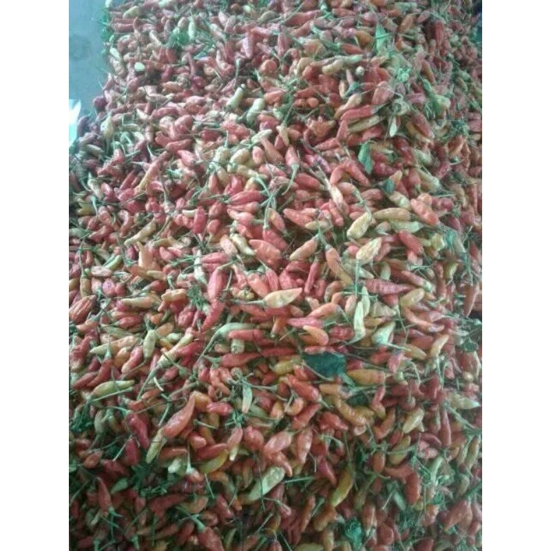 

cabe caplak/setan