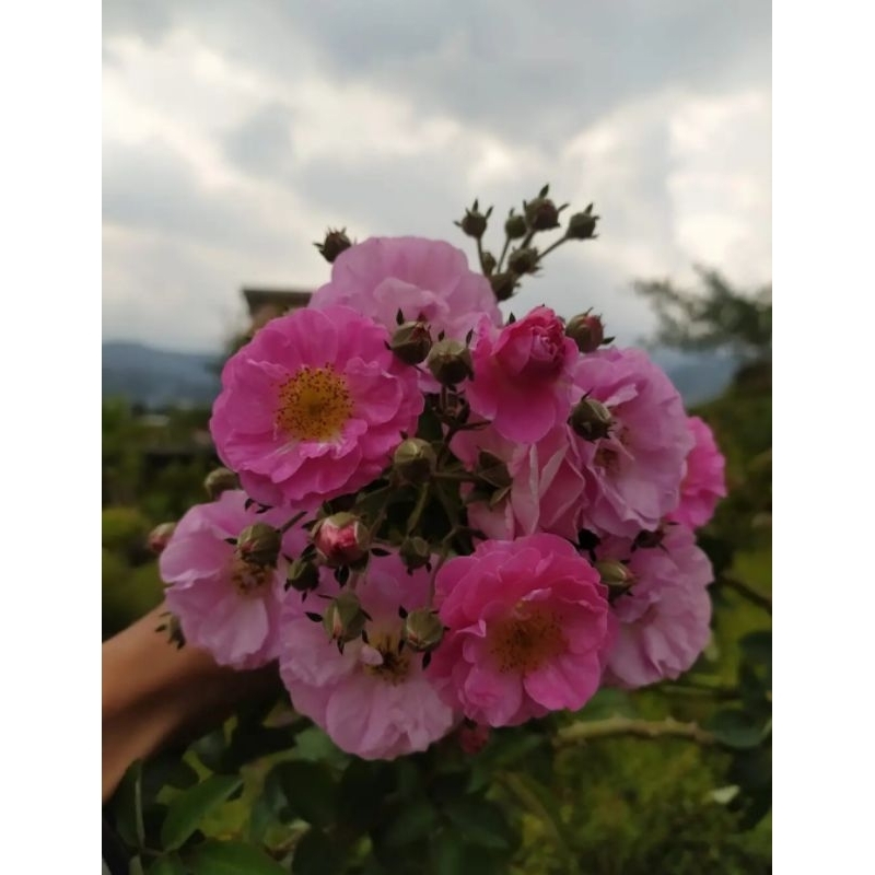 PAKET 50 STEK MAWAR LIAR/bibit cutting stek mawar liar/bibit mawar liar/mawar pagar bunga cantik