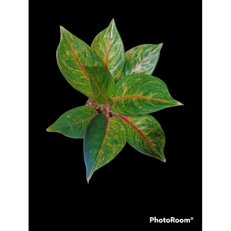 Aglonema red Imelda size induk