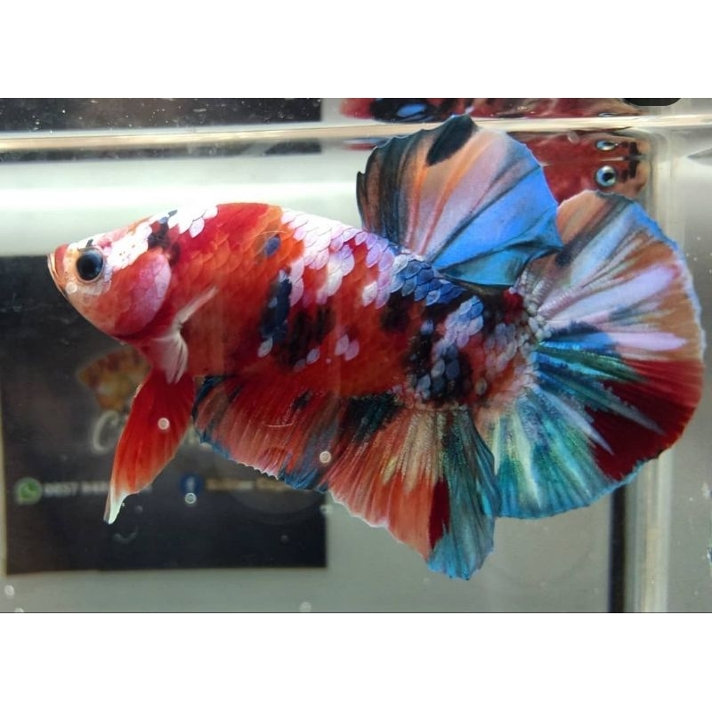 Cupang GiAnt Galaxi size 3-5 cm original produk