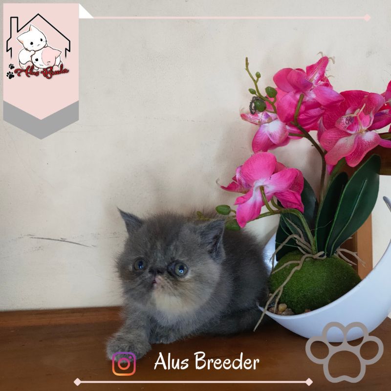 Kucing Persia Peaknose