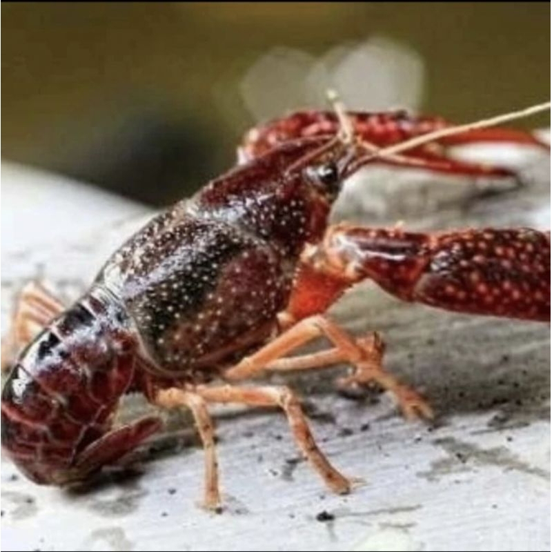 Lobster Air Tawar
