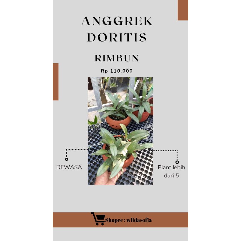 ANGGREK DORITIS RIMBUNAN