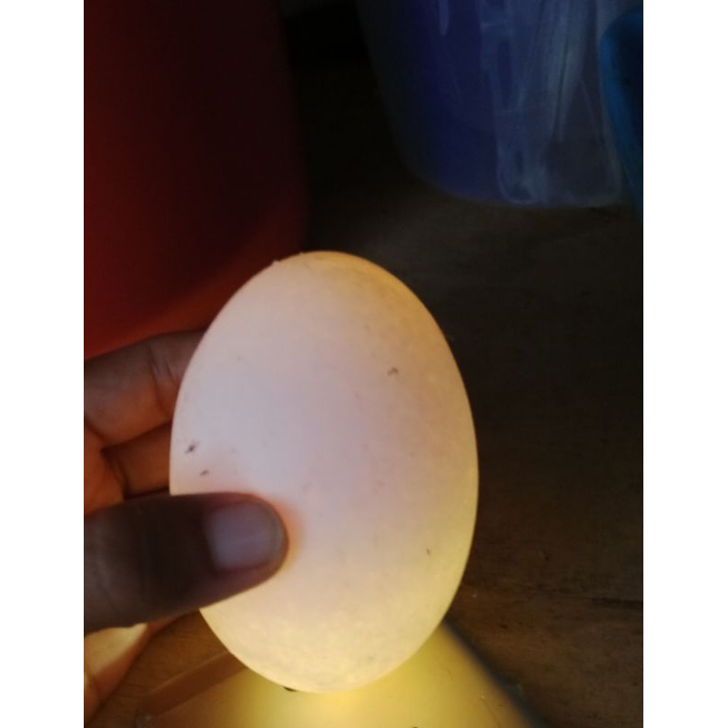 

Telur angsa / telur soang fresh