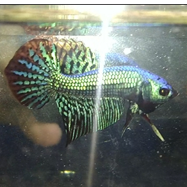 Cupang Alien Hybrid Green Pearl Baby Top Grade Real Pict Sesuai Foto