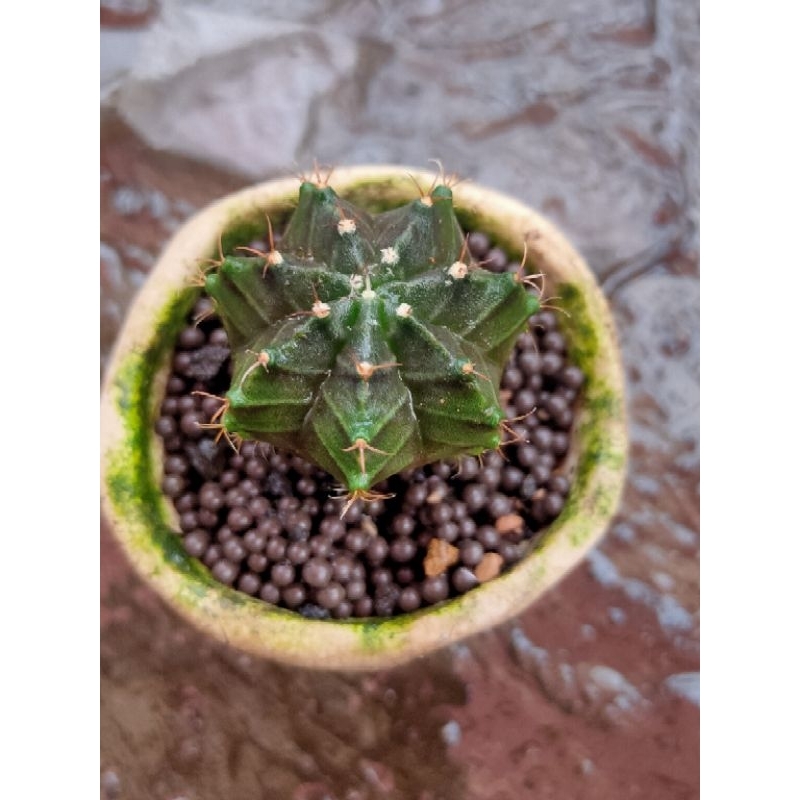 MIHA HYBRID TOWER SEEDLING//KAKTUS//MIHA ORANGE X ORENJI//KAKTUS HIAS//KAKTUS MINI//KAKTUS MURAH//KA