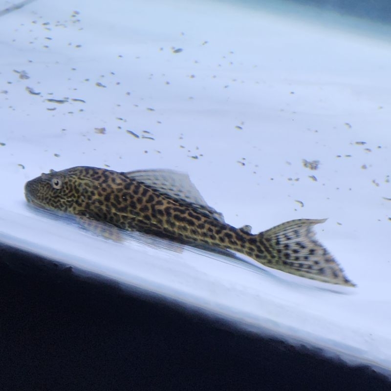 Ikan Tokek Sapu Sapu Pembersih Lumut Bukan Albino Pleco