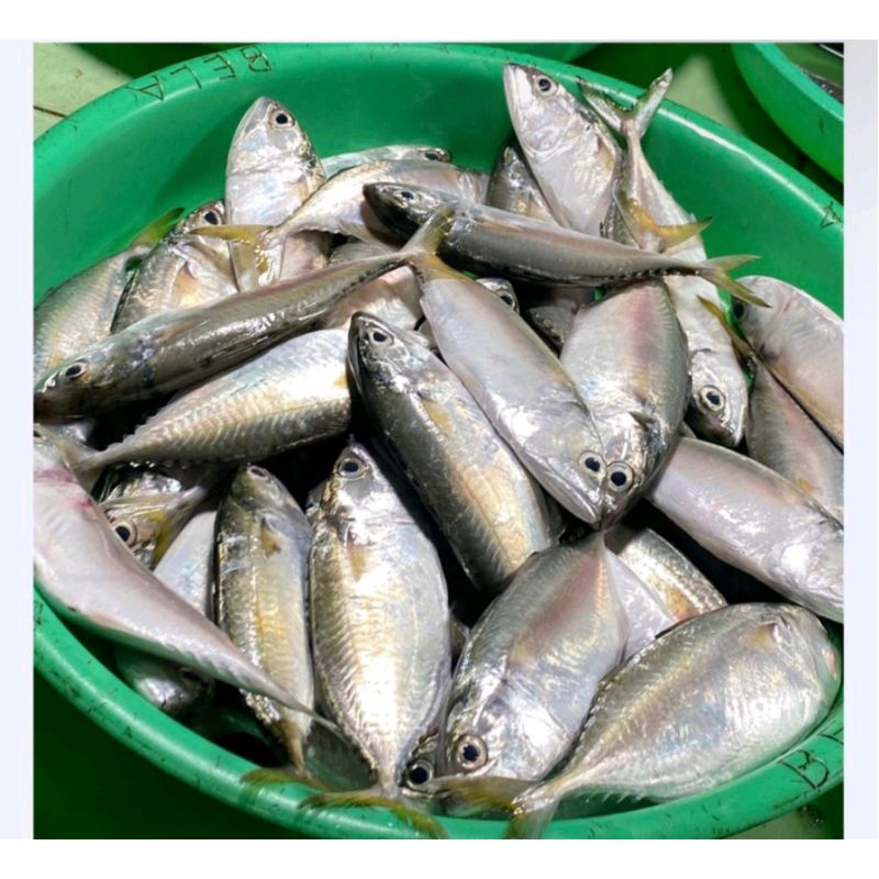 

Ikan Gembung 1KG Segar