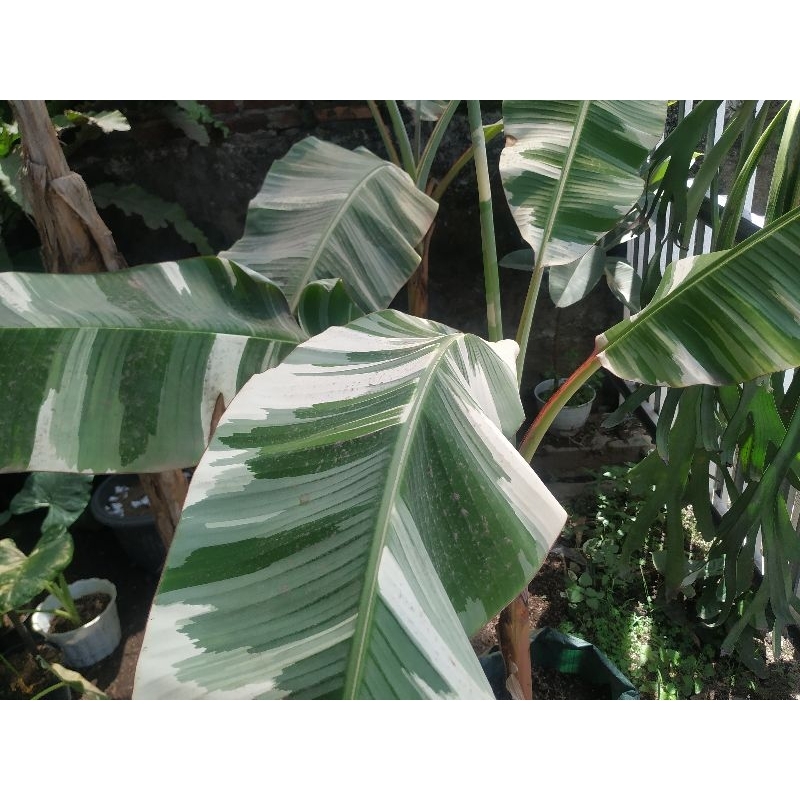 Pisang Florida Varigata/Florida Mussae Variegata