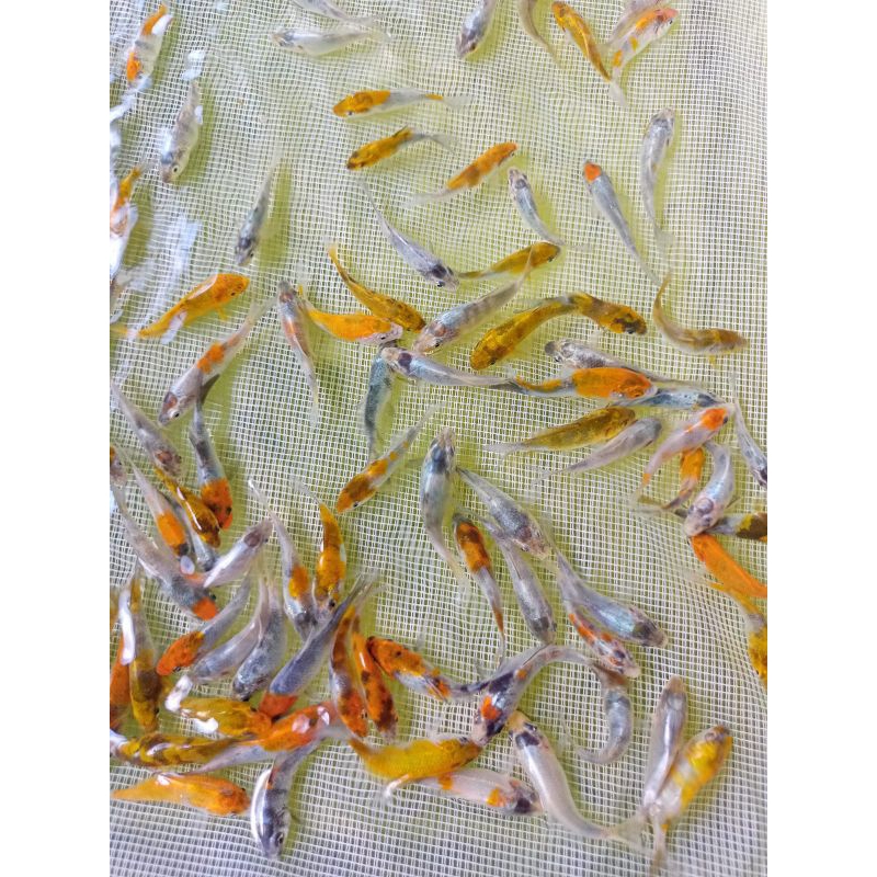 Gratis Pelet KOI SHOWA 4-5cm Paket 5 ekor