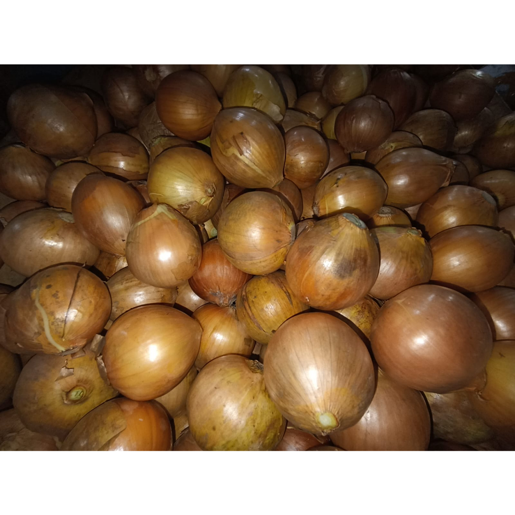

RB BAWANG BOMBAY UKURAN SEDANG 1KG