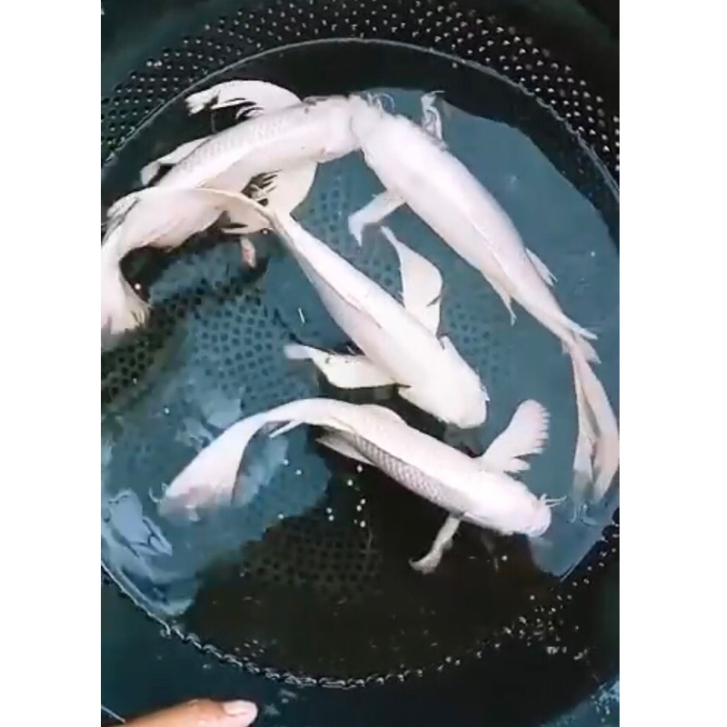 Bibit Koi Platinum slayer 1 kantong isi 5ekor