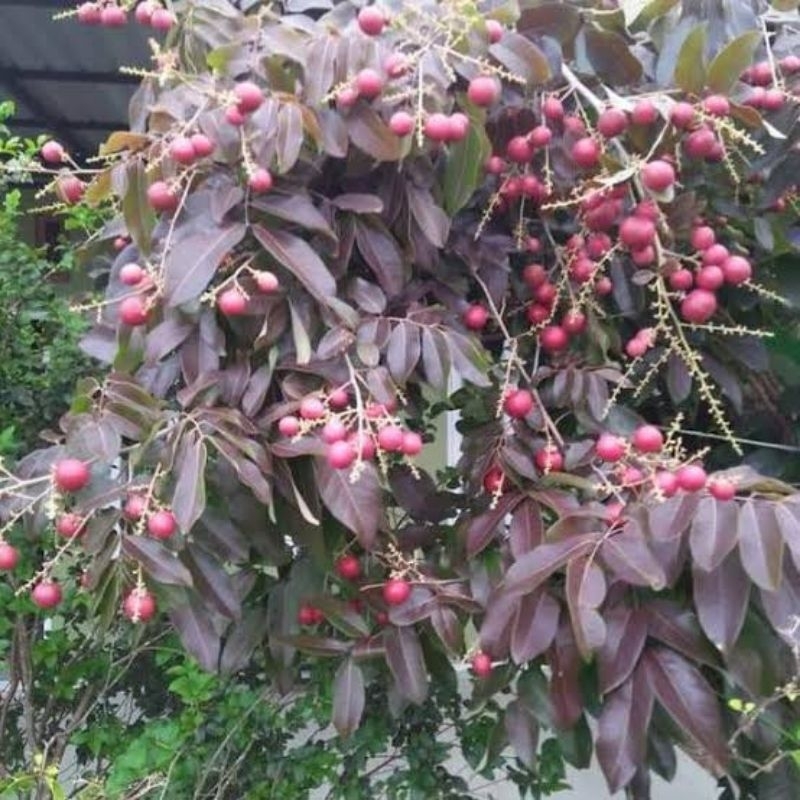 Pupuk Booster Organik Pelebat Buah Kelengkeng Dan Perangsang Agar Cepat Berbuah