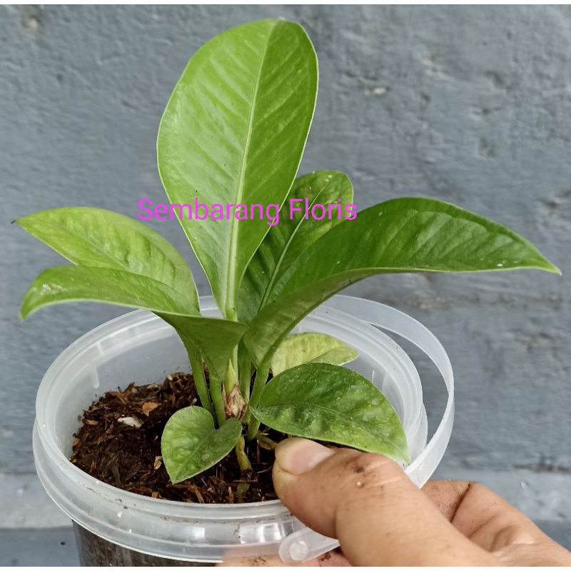 Anthurium Oxycarpum / Anthurium Levis