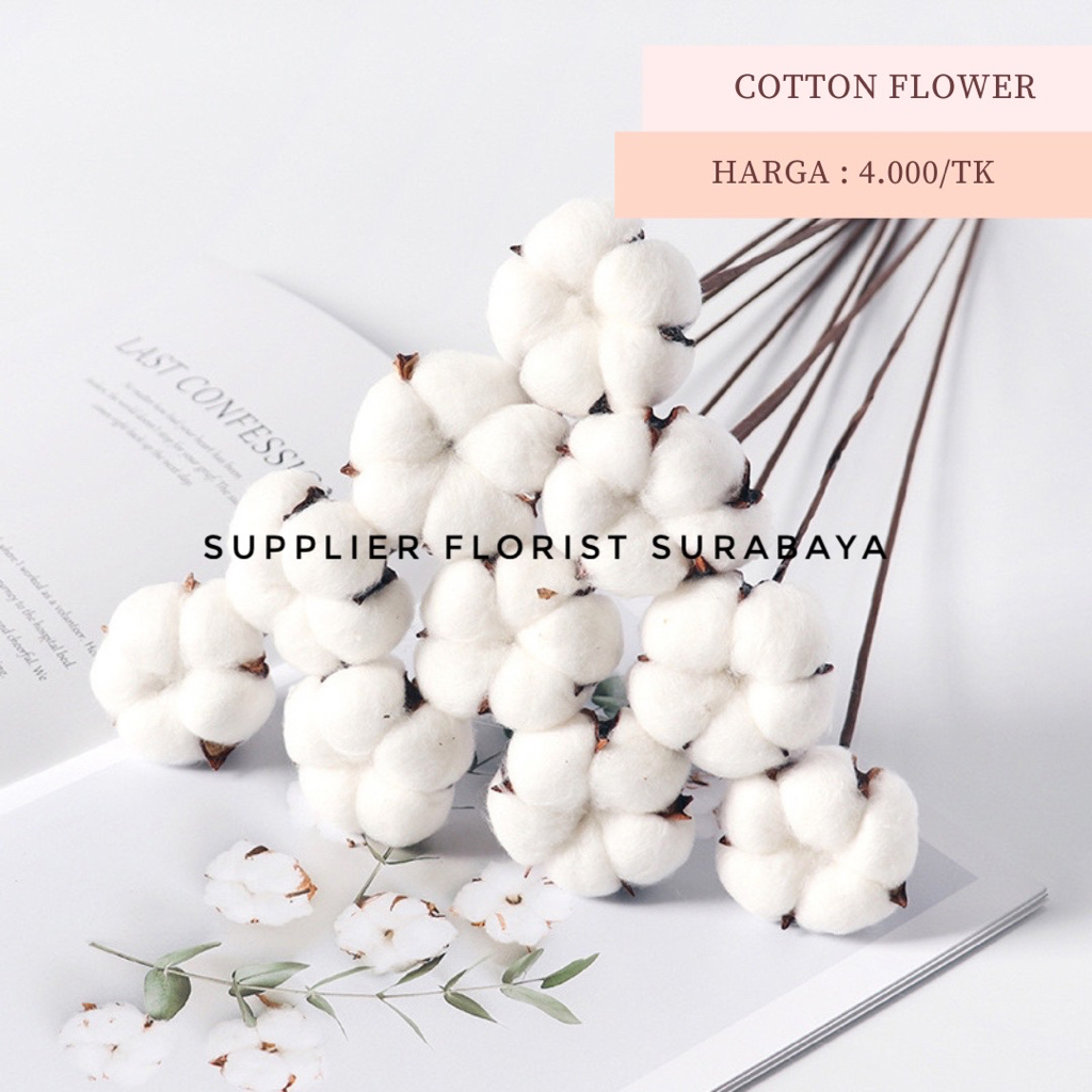 ECER COTTON FLOWER DENGAN TANGKAI SINGLE STALK COTTON FLOWER SATU TANGKAI BUNGA PALSU BUNGA KAPAS PALSU ARTIFICIAL FLOWER BUKET BUNGA KAPAS DRIED FLOWER EVERLASTING FLOWER DIY SCRAPBOOK FLORIST