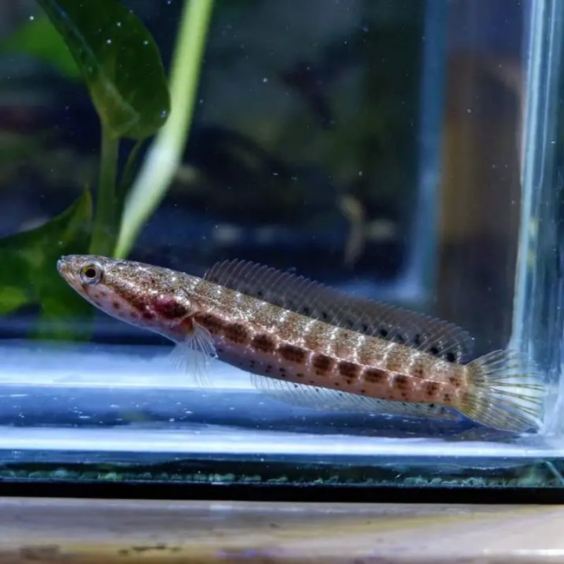 Replika BANKANENSIS 4-5cm