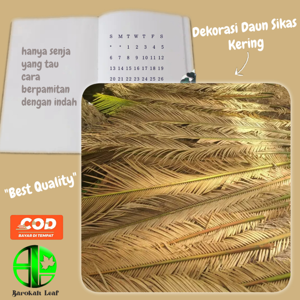 Daun Sikas Kering Untuk Hiasan Ruangan dan Kamar Dekorasi Estetik Dekorasi Pernikahan Murah