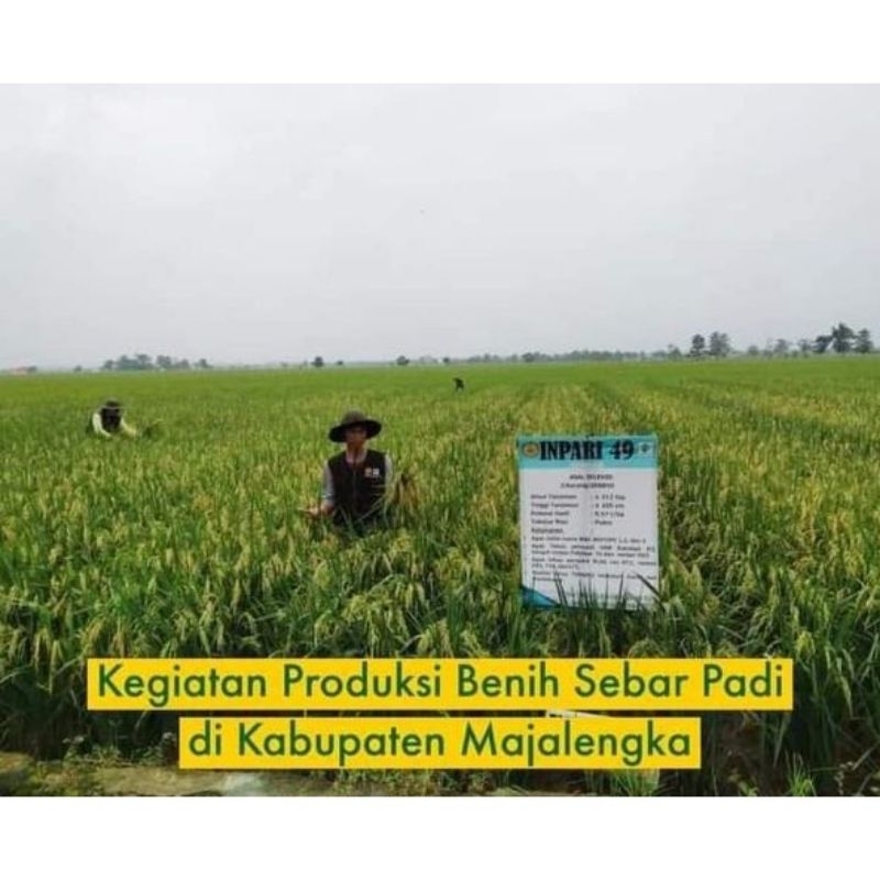 Benih bibit padi Inpari 49 jembar bersertifikat label ungu kemasan 5kg