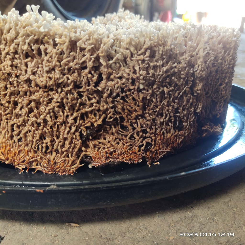 SPORA | BIBIT | BIANG JAMUR JAKABA 500ml