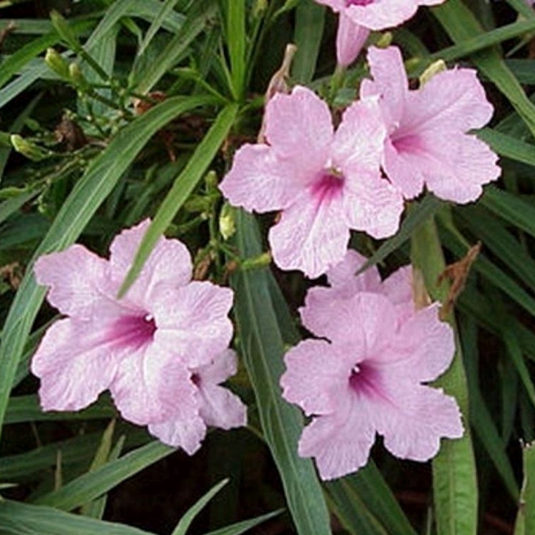 Tanaman Bunga Ruellia / Ruellia Mexicana Petunia / Ruellia Tegak