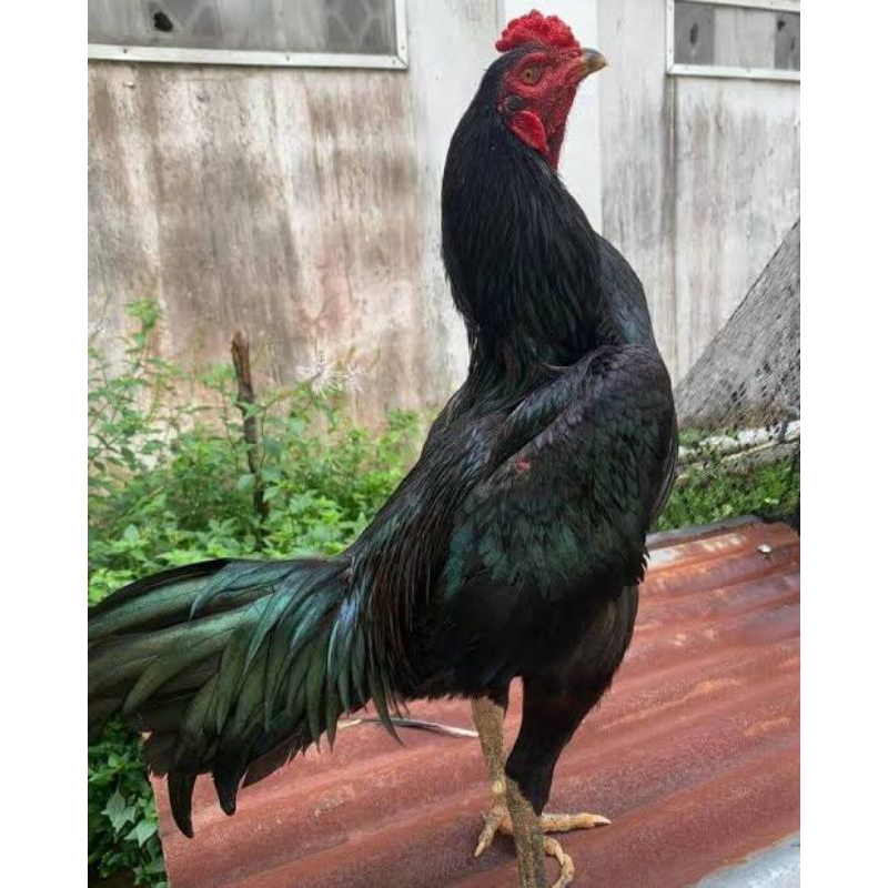 TELUR AYAM BANGKOK SUPER UNTUK DITETASKAN