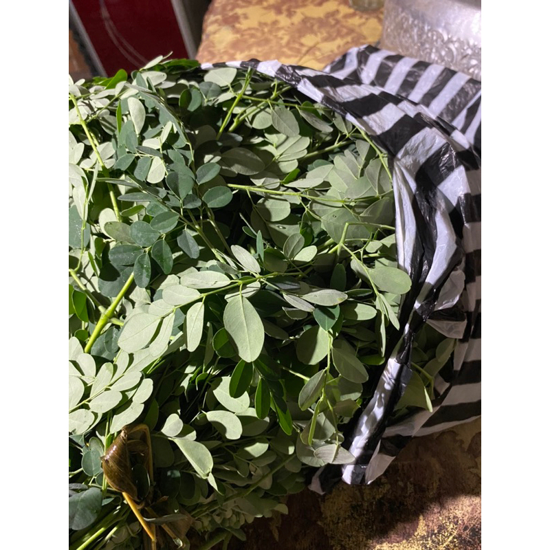

Jual daun kelor