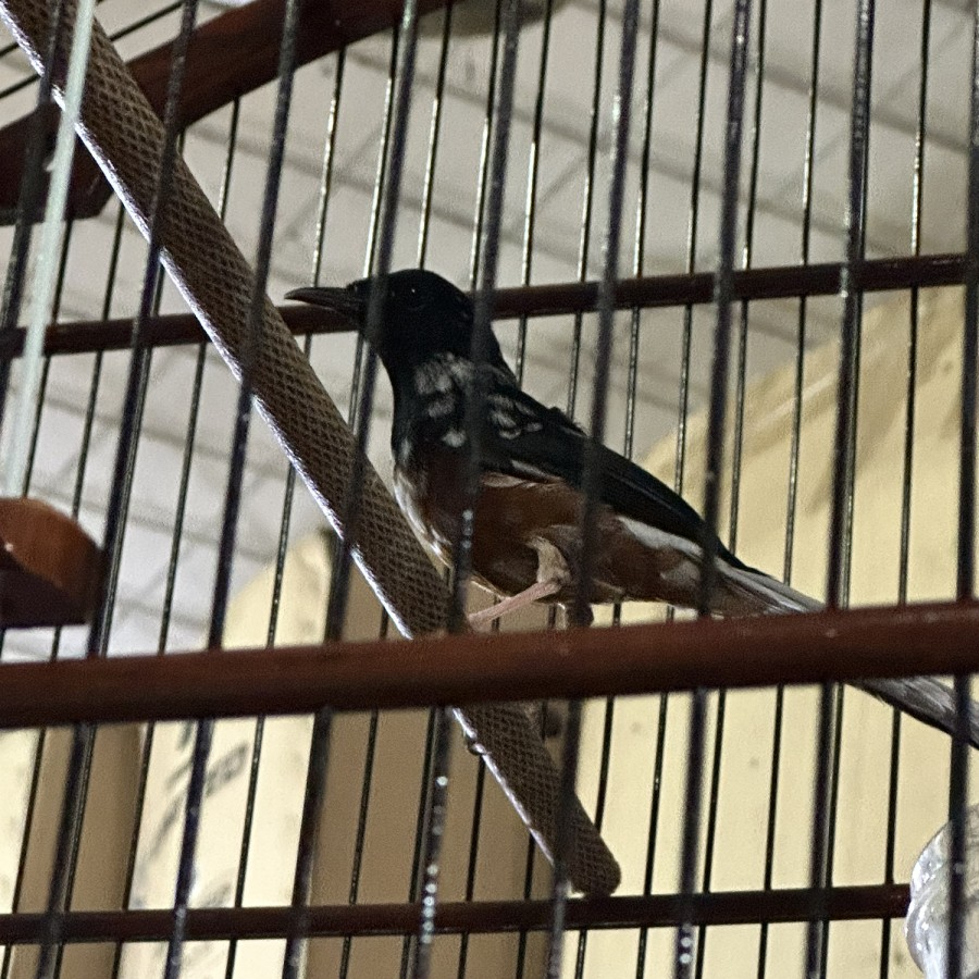 Murai Batu Jantan Blorok Extreme Ekor Putih