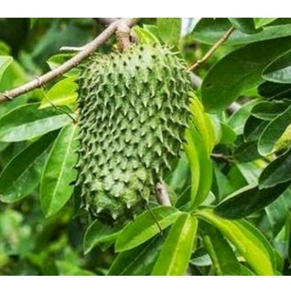 

Daun Sirsak Organik Daun Sirsak