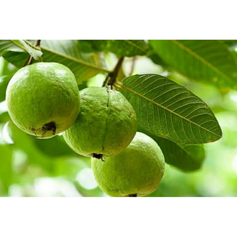 

Daun Jambu Biji Alami, Berbagai Manfaat, Diare, Rambut Rontok, Diabetes, Demam Berdarah dll