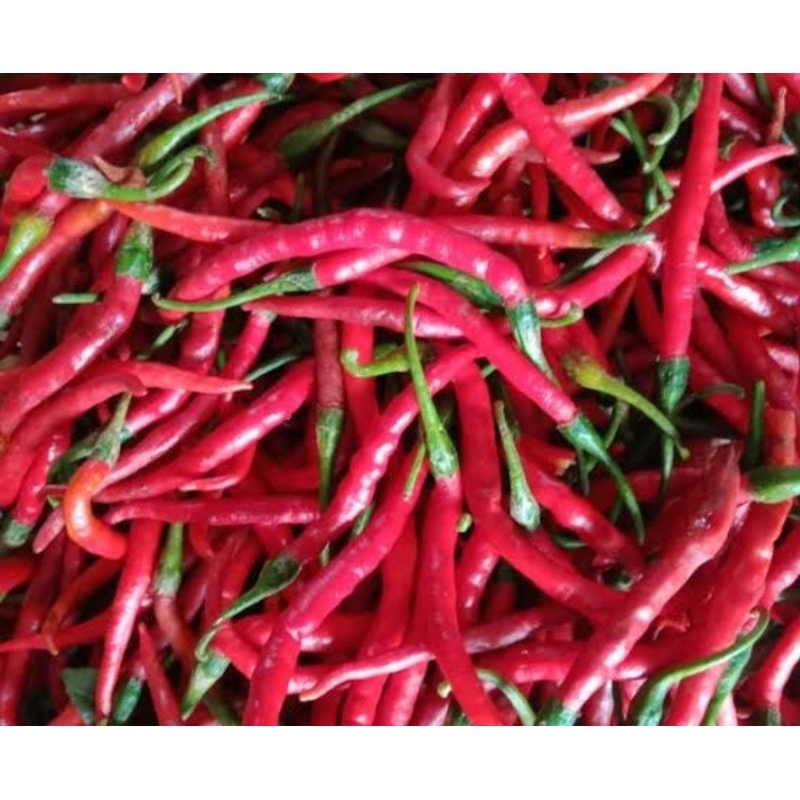 

Cabe Merah Keriting