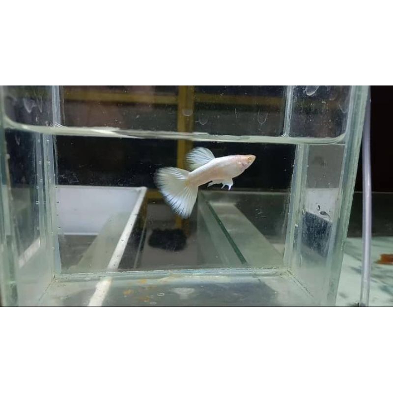 Guppy Afp sepasang siap bred
