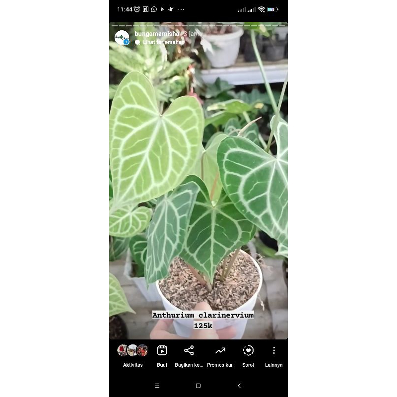 anthurium clarinervium