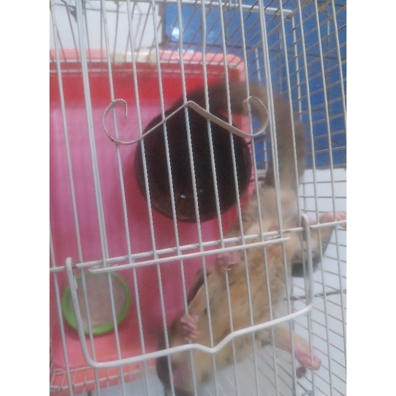 Sugar glider joey classic grey