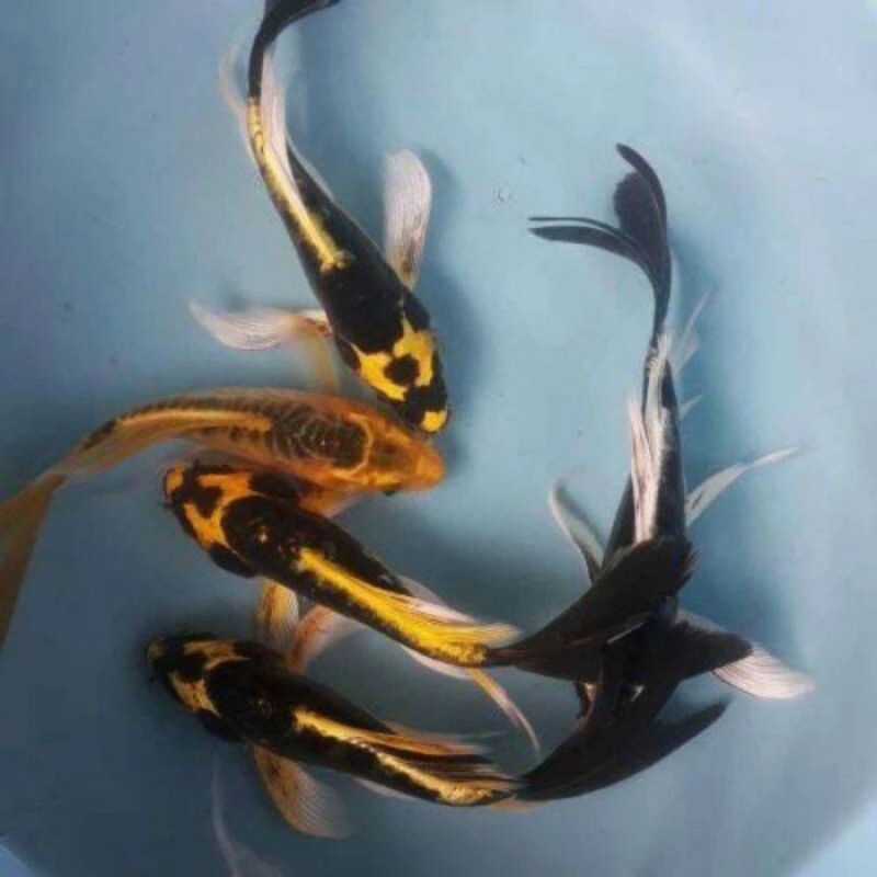 koi slayer kabuto size. 10cm