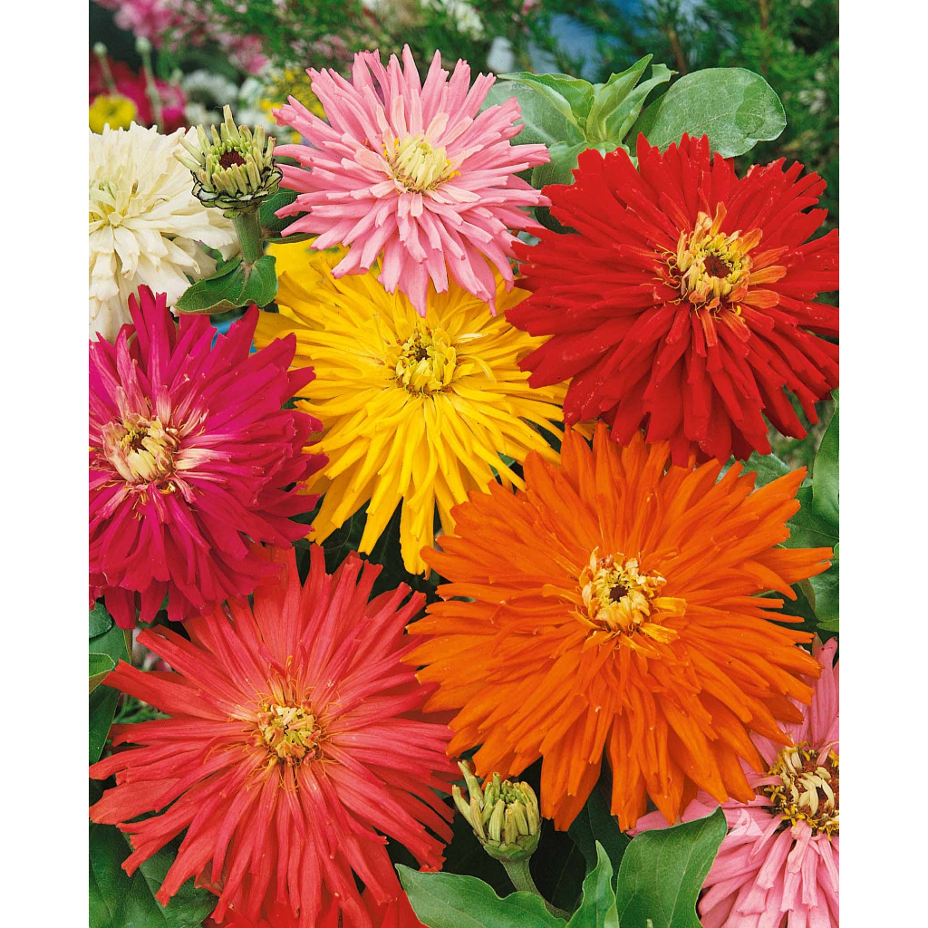 Benih Bibit Biji - Bunga Zinnia Chrysanthemum Mix Flower Seeds - IMPORT