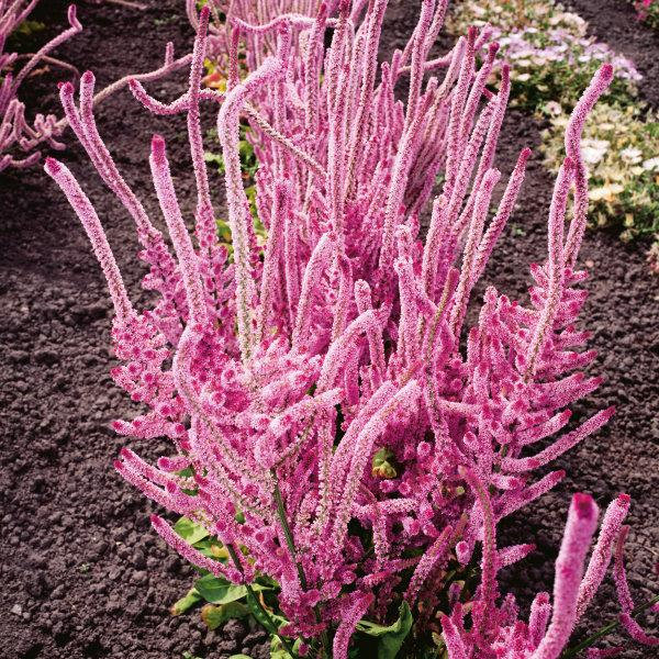 Benih Bibit Biji - Bunga Statice Suworowii Pink Pokers Flower Seeds - IMPORT