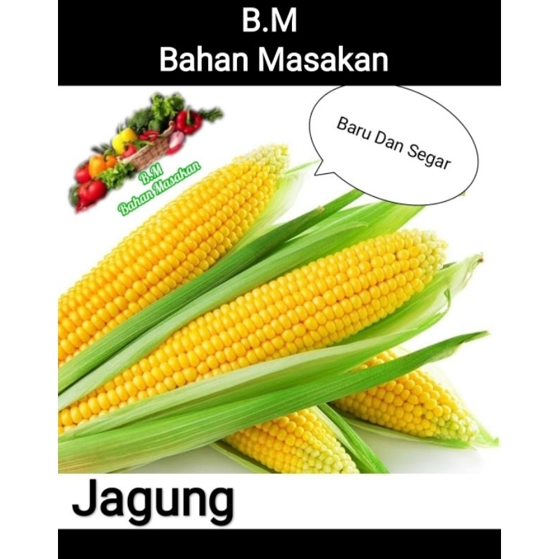 

Jagung Manis Dan Jagung Sayur